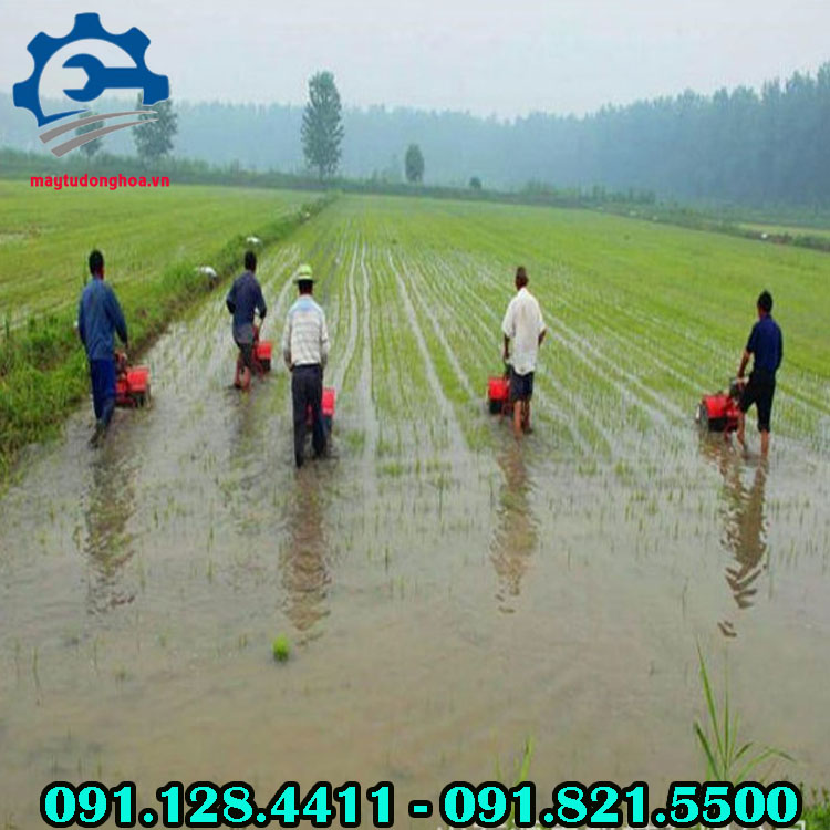 Máy làm cỏ ruộng lúa, máy sục bùn cho lúa, máy làm cỏ lúa chạy xăng Máy làm cỏ ruộng lúa